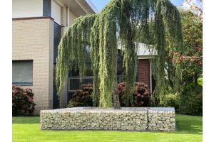 Gabionen Hochbeet mit Yellow Sun – Yellow Sun Bruchstein. Gabionen Hochbeet mit Yellow Sun